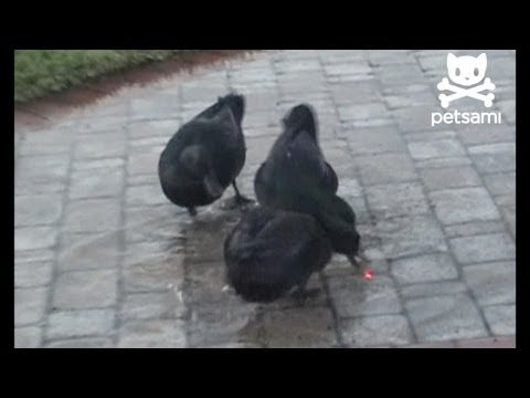 Man films ducks acting like cats and chasing a laser pointer