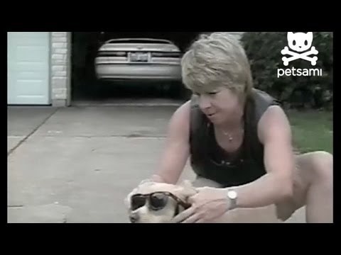 Biker dog loves to ride motorcycles