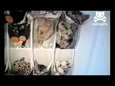 Cute kittens sleep in shoe rack