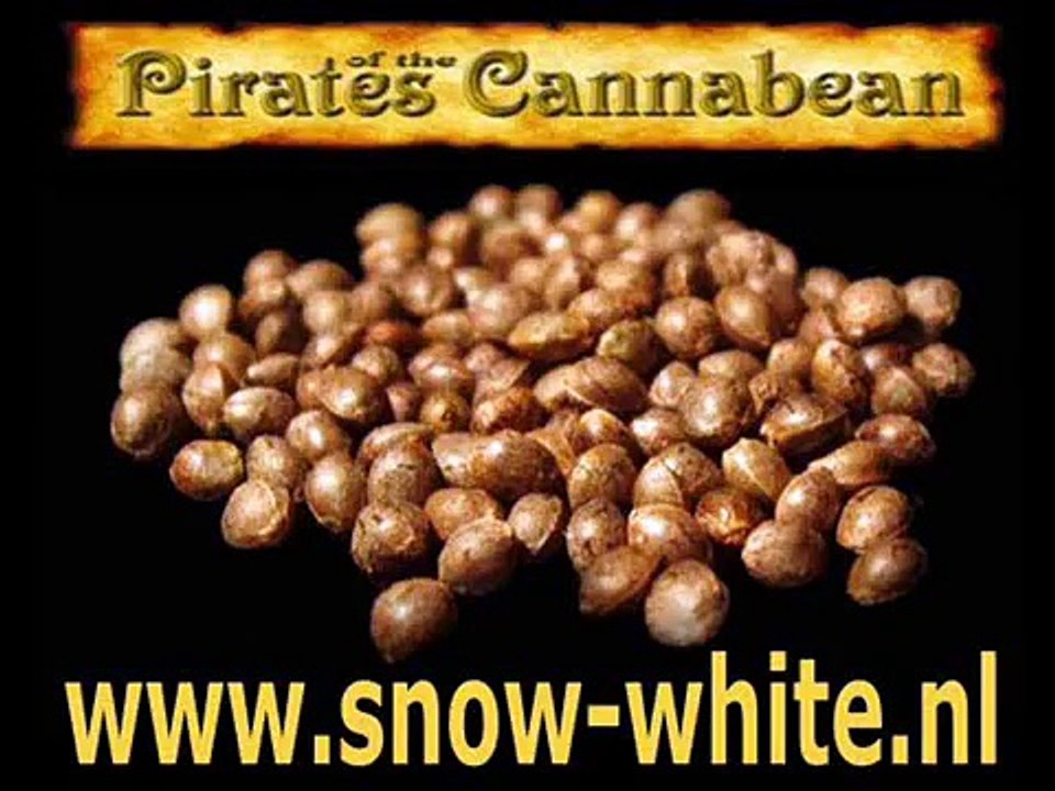 Balcony growing Lowryder #2; PART 5. Results after 43 days. Finally flowering!