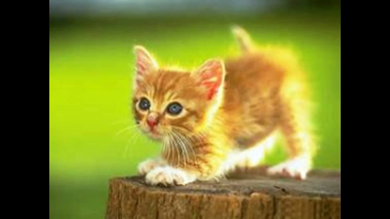 Cute Animals!