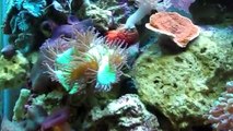 My Reef Aquarium - 55 gallon