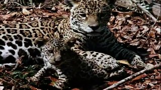 [ Wild Animal Planet ] Anaconda vs Jaguar Full Documentary