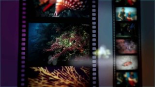 Underwater trip to sea world - Animals of the world