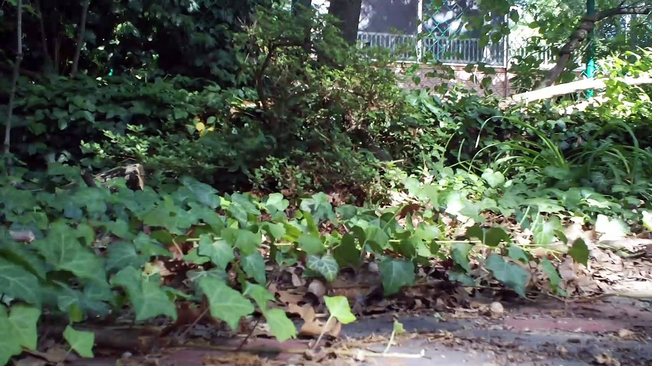 garden meditation