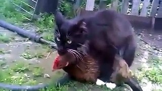 crazy cat attack Funny Animals