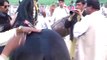 Harchahal Horse dancing maila sakrila sarai alamgir March 2012.part 3/3