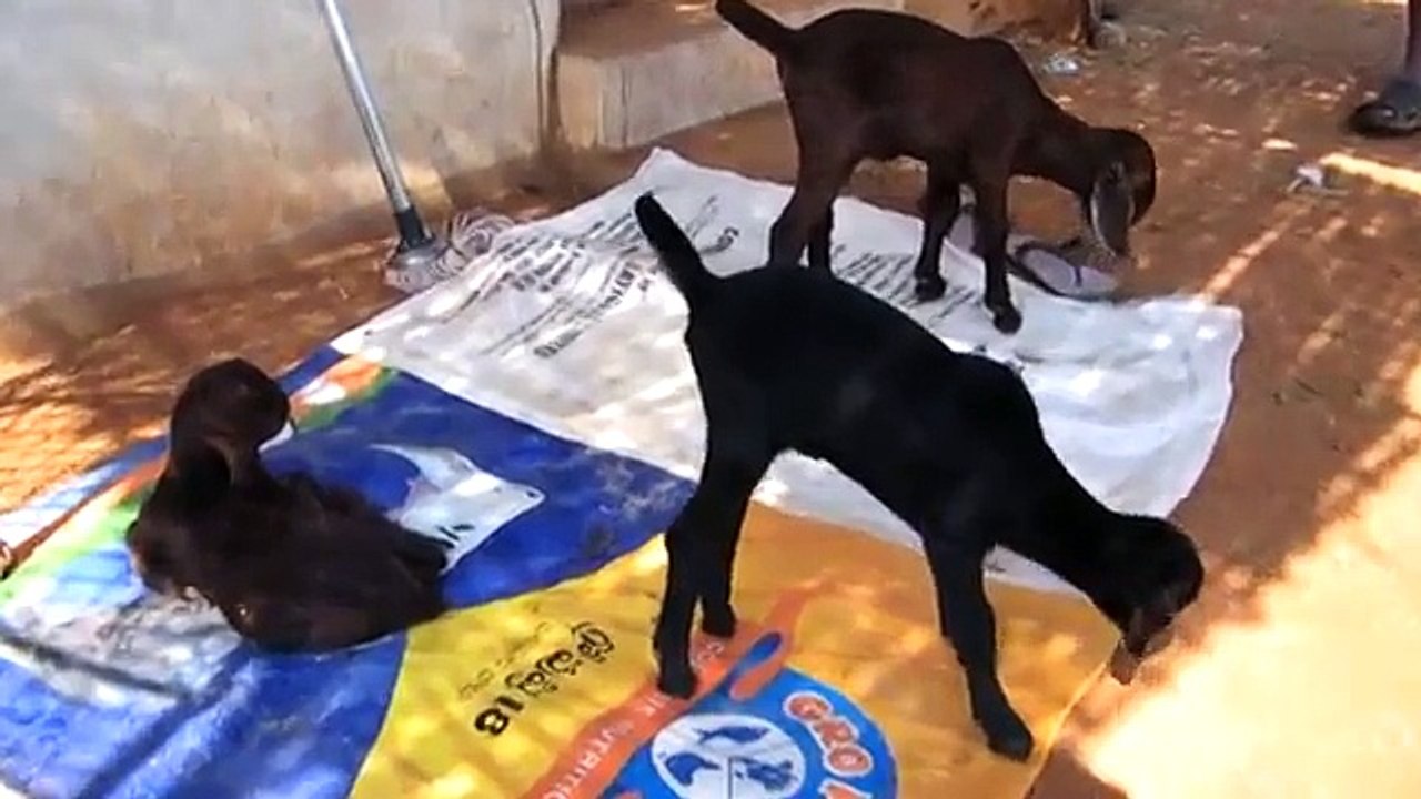 Sirohi Goat Farming in Hyderabad Livestock and Farms (HLSF), Andhra Pradesh, India