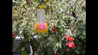 Beija Flor - Colibri - Hummingbird