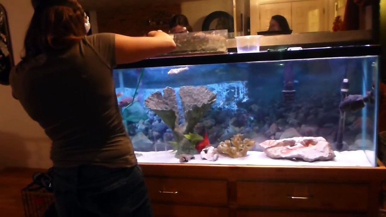 Trimming Pufferfish Teeth Dogface Puffer video Dailymotion