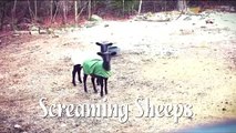 Funny Screaming Sheeps Compilation