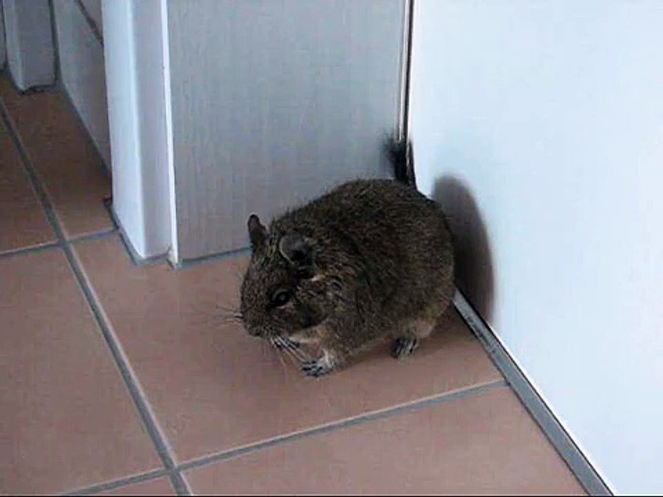 Degu