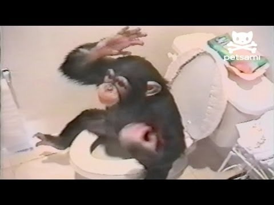 Monkey uses the toilet like a human