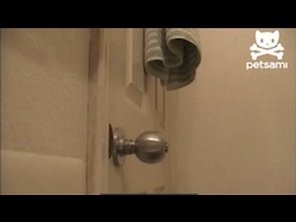 Cat opens door without help
