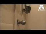 Cat opens door without help