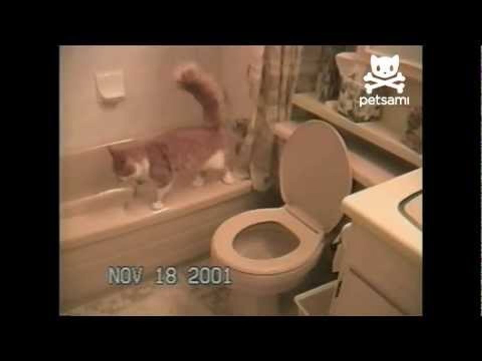 Cat flushes the toilet video Dailymotion