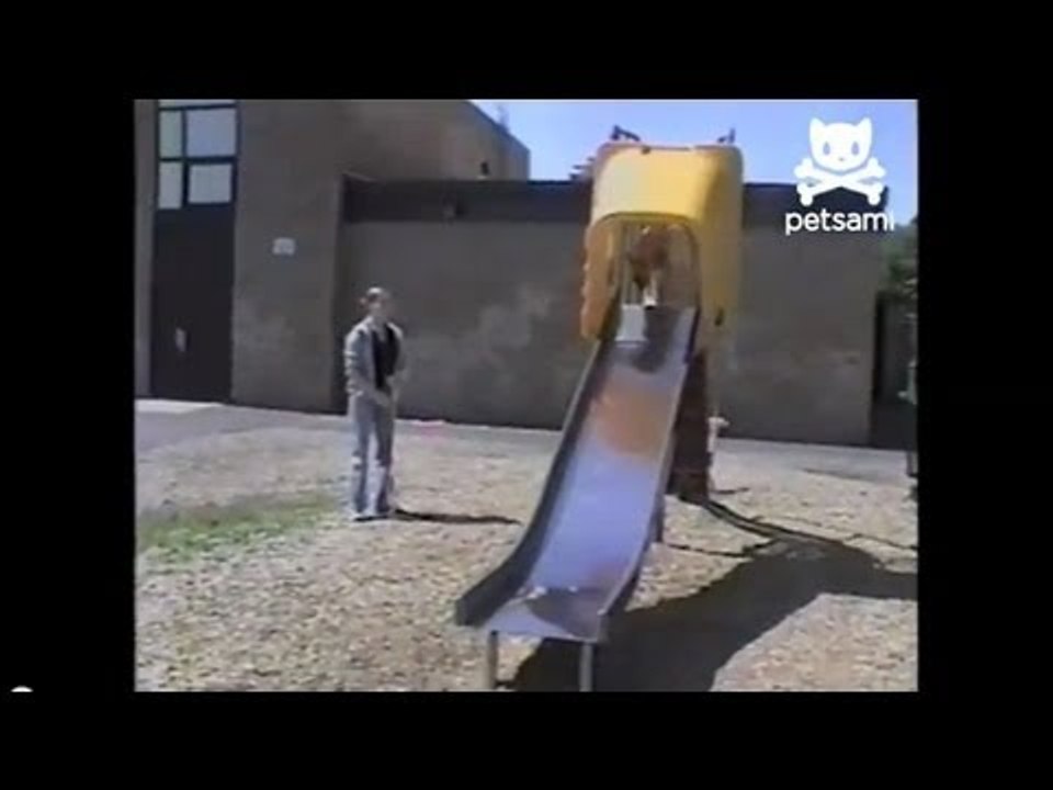 Dog loves going down slide