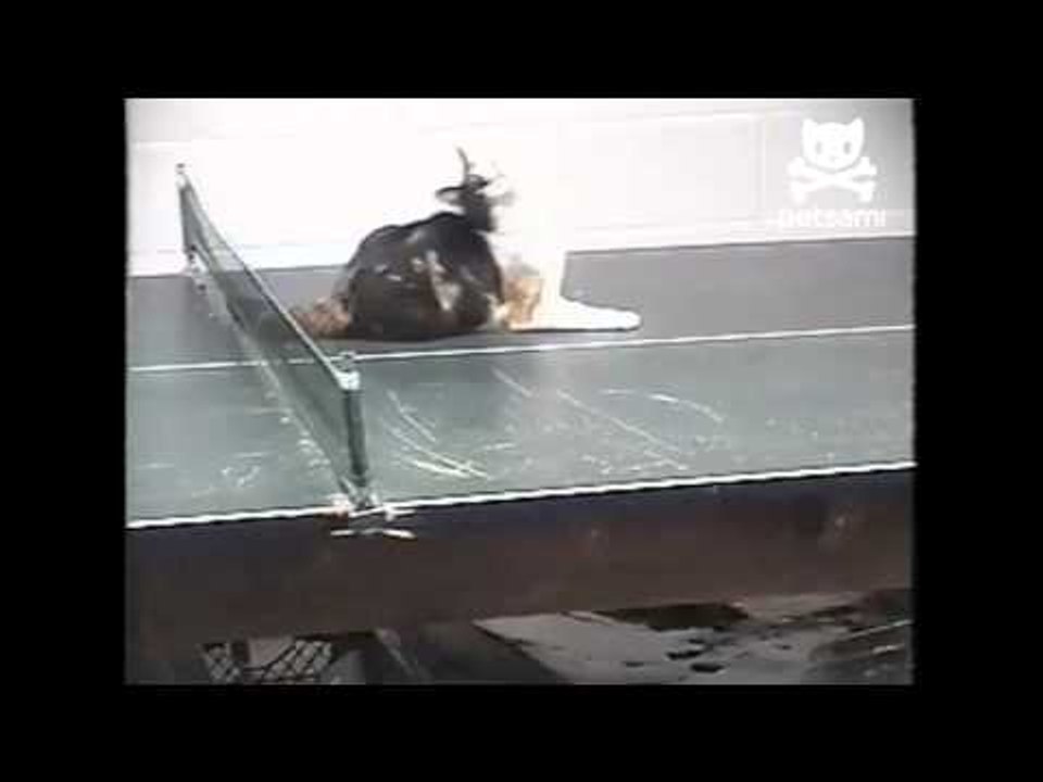 Cat plays ping pong