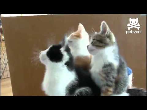 Kittens bob their heads to the beat