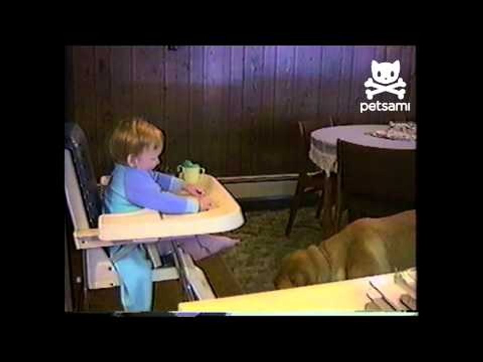 Baby spits food into dog's mouth
