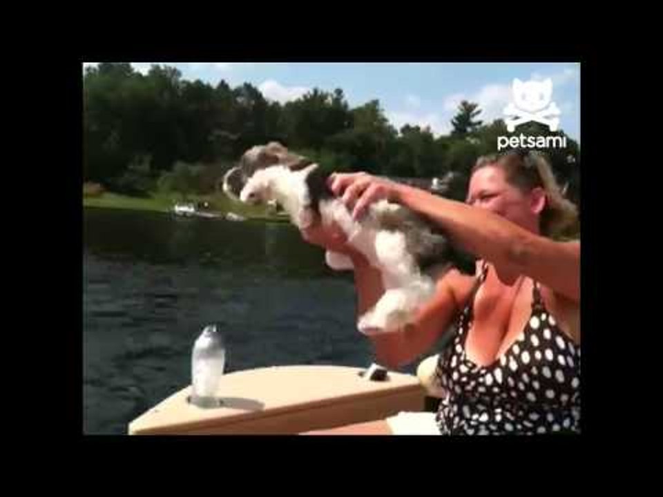 Puppy swims out of water