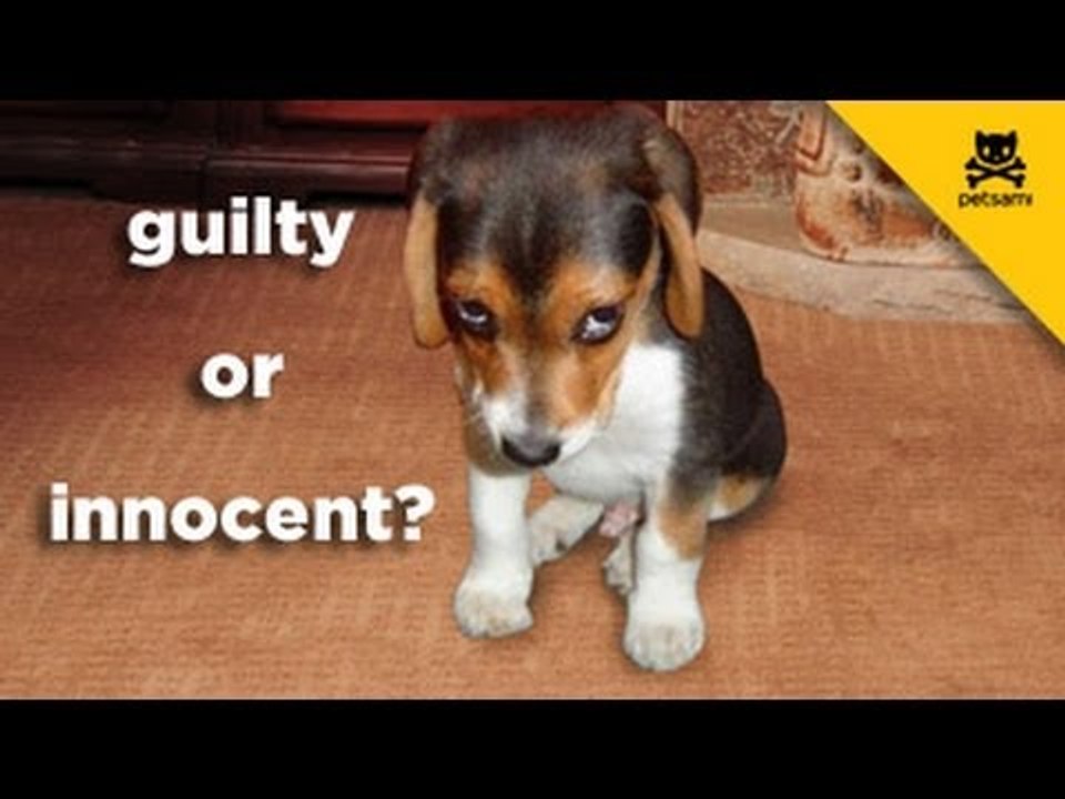 Innocent until proven guilty dog