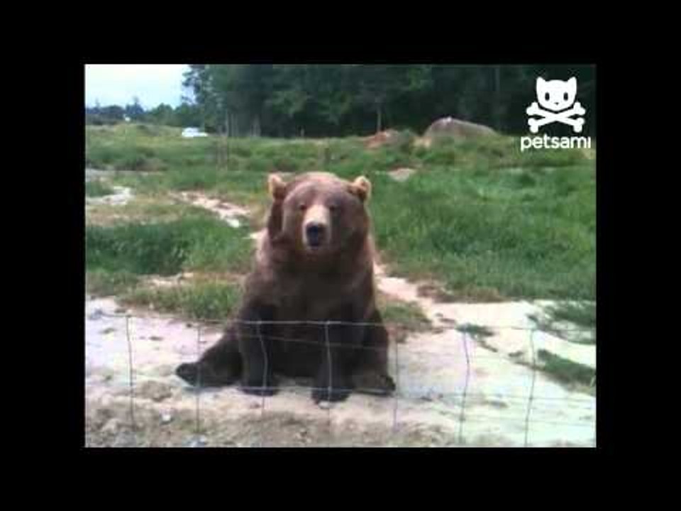 Cuddly bear waves hello