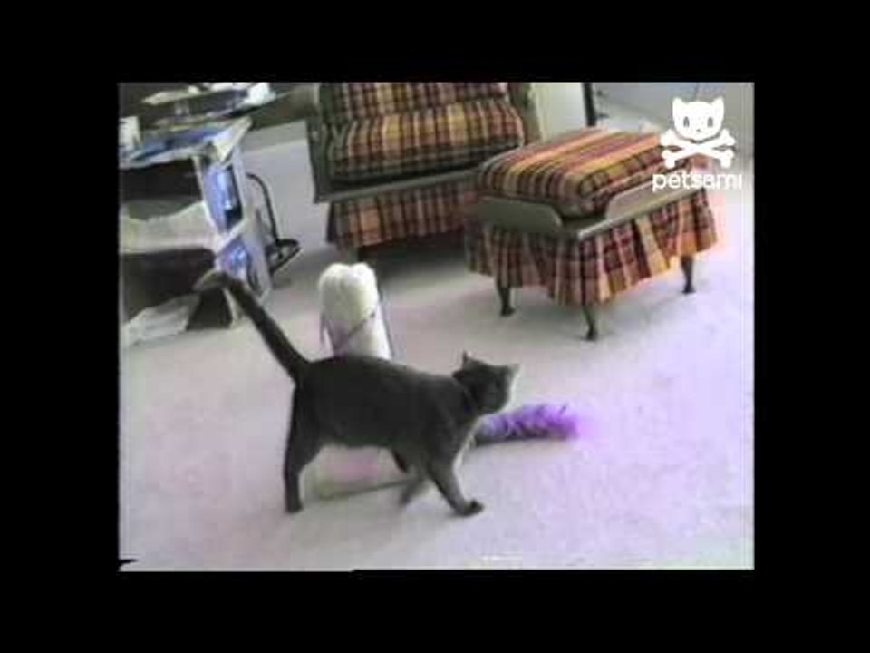 Static cat struggles with balloon