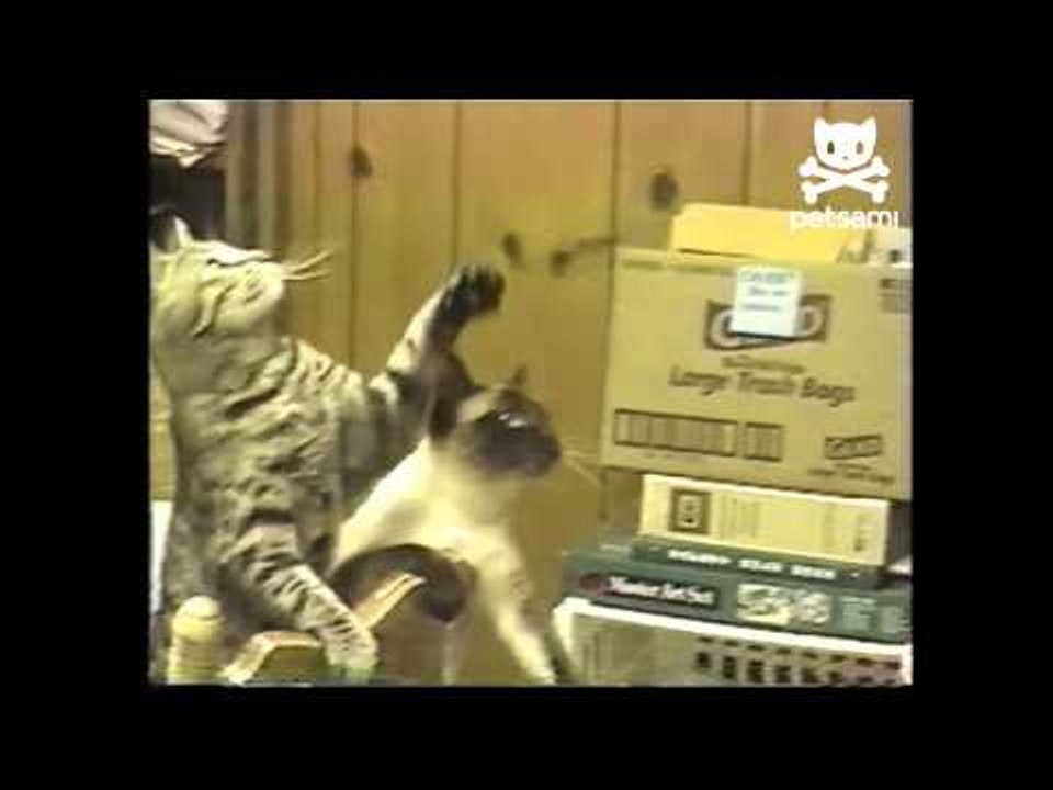 Cats love to boogie