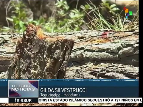 Honduras: plaga de gorgojos destruye bosques y genera escasez de agua