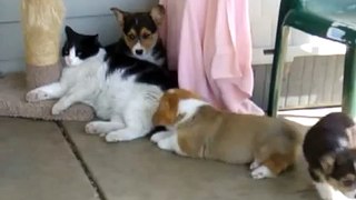 Puppies and the cat