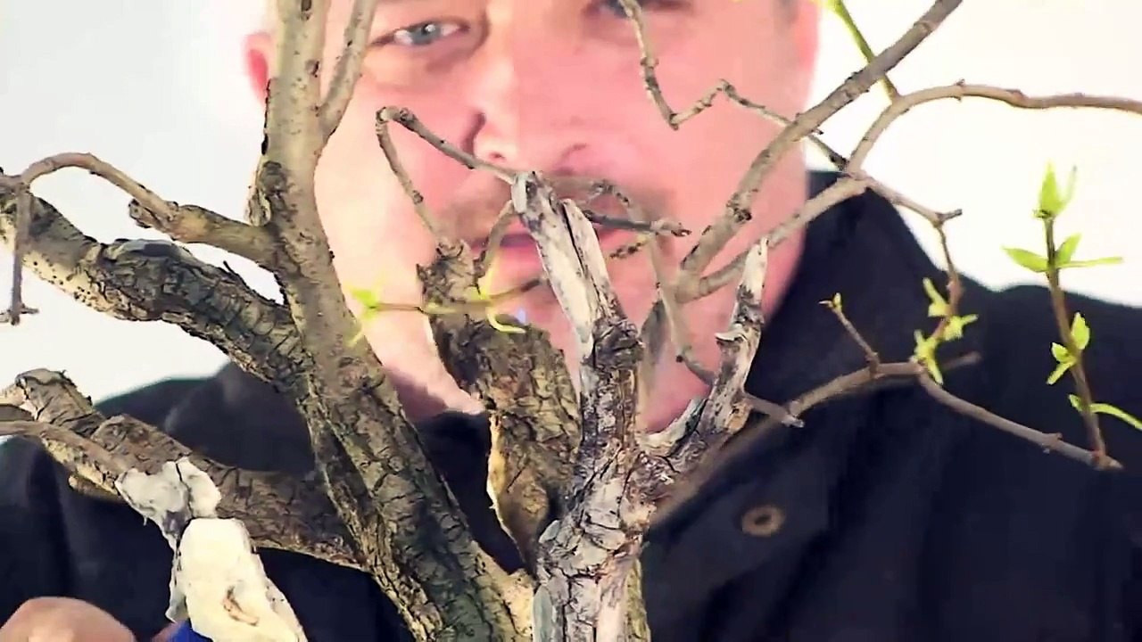 Bonsai Gestaltung eines Flieders (Syringa vulgaris) by Merlin