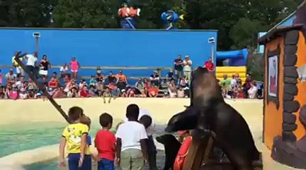 SAMI BISOU OTARIE MONT MOSAN