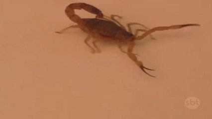 Galinhas d’angola ajudam no combate aos escorpiões