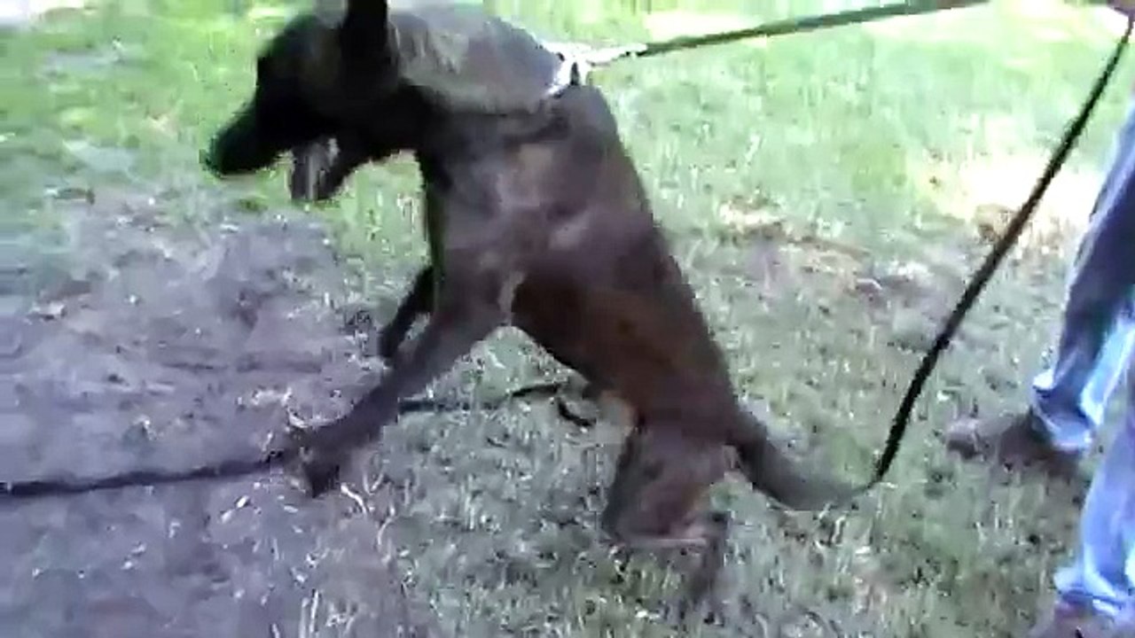 Pegge Policedog
