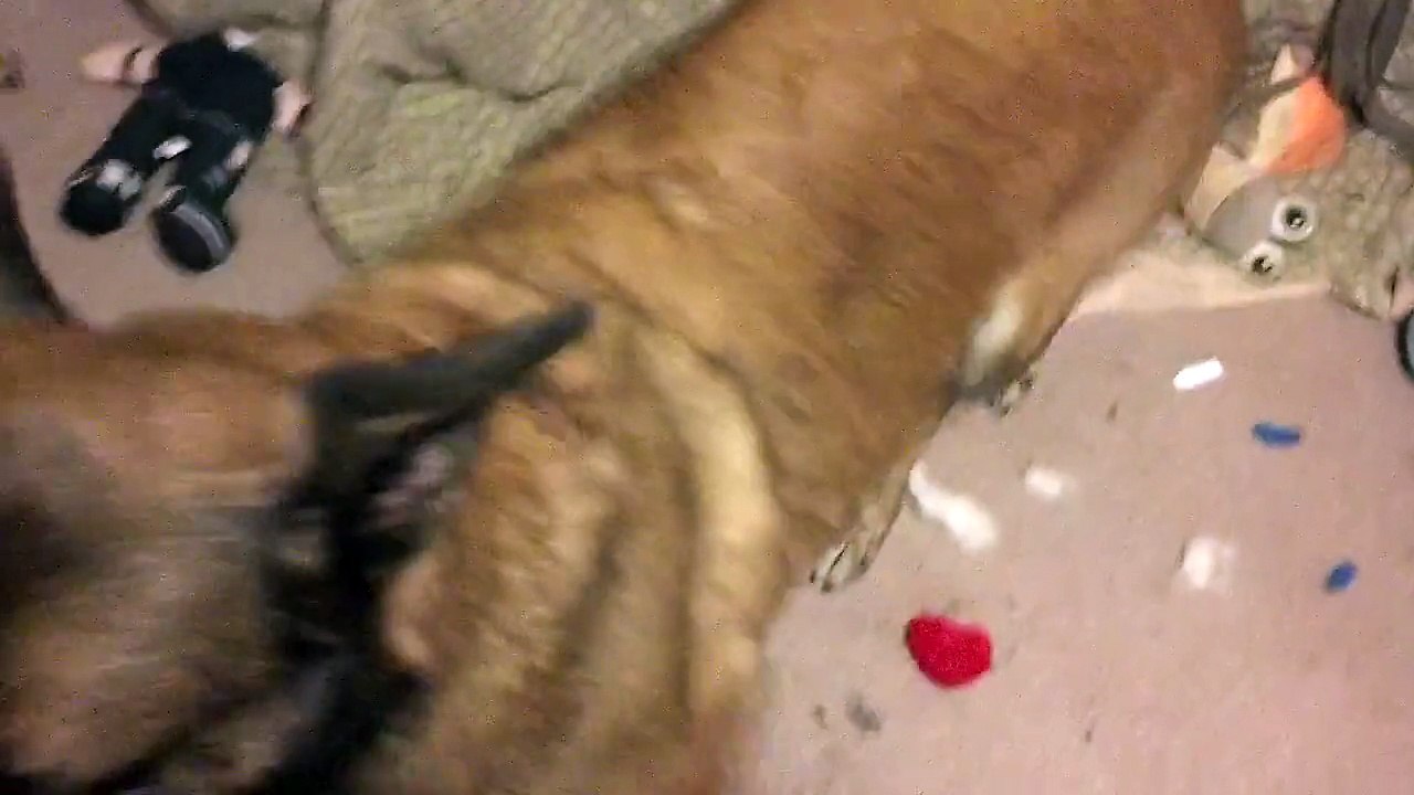Dog Understands English - Dale, Belgian Malinois