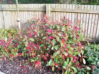 THE ROYAL AGRICULTURAL COLLEGE