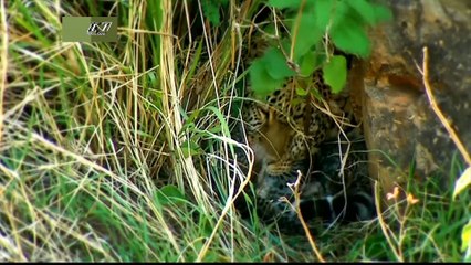 Мир Дикой Природы- "Леопарды и Левы"