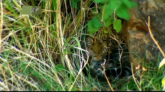 Мир Дикой Природы- Леопарды и Левы