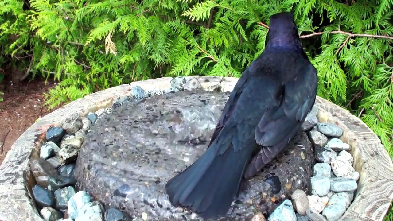 Brewer's Blackbird Mates - Best in HD Mode