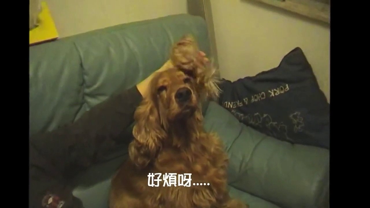 虐狗事件 1