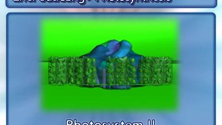 Photosynthesis (Light Reactions)