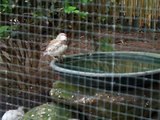 Outdoor Aviary with Finches and Parakeets