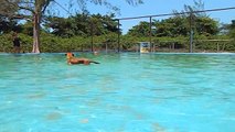 PARK CLUBE DO TOTÓ ! Primeiro parque temático para Cães e seus donos do Brasil.