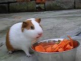 guinea pigs eating!