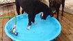 Portuguese water Dogs hunting gold fish and gummie bears