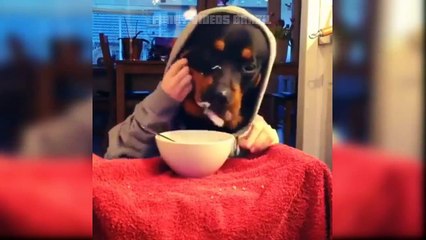 Videos Whatsapp Engraçados Risas funny Meme Setembro 2015 veja