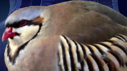 Ho ho ho ho ho ho ho ho