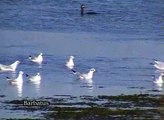 Gaviota reidora ( Larus ridibundus )