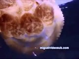 Lago de Medusas en Palau